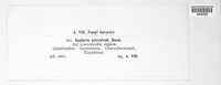 Septoria convolvuli image